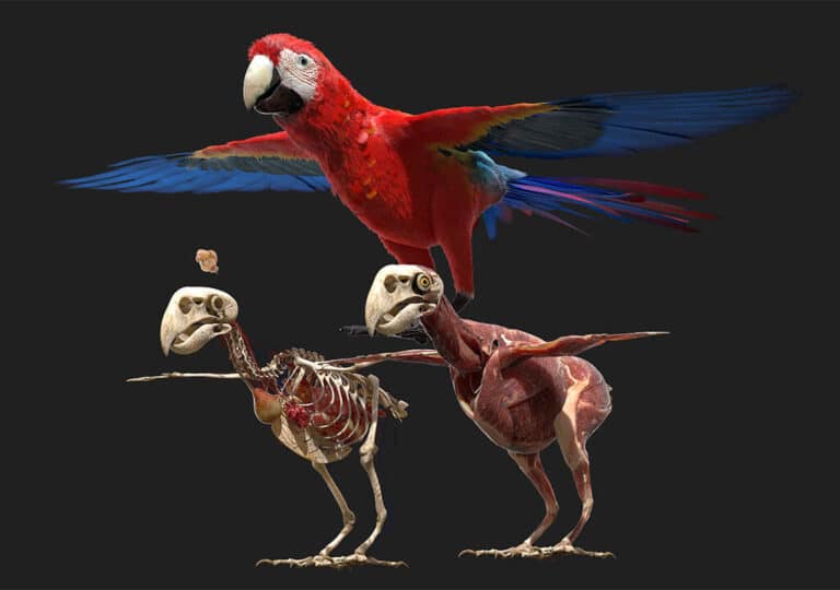 Parrot Digestive System Diseases and Treatment Methods