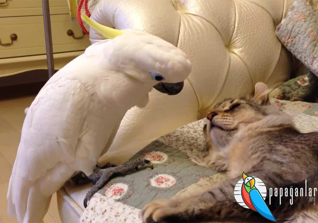Papağanla Kedi Aynı Evde Beslenir Mi?