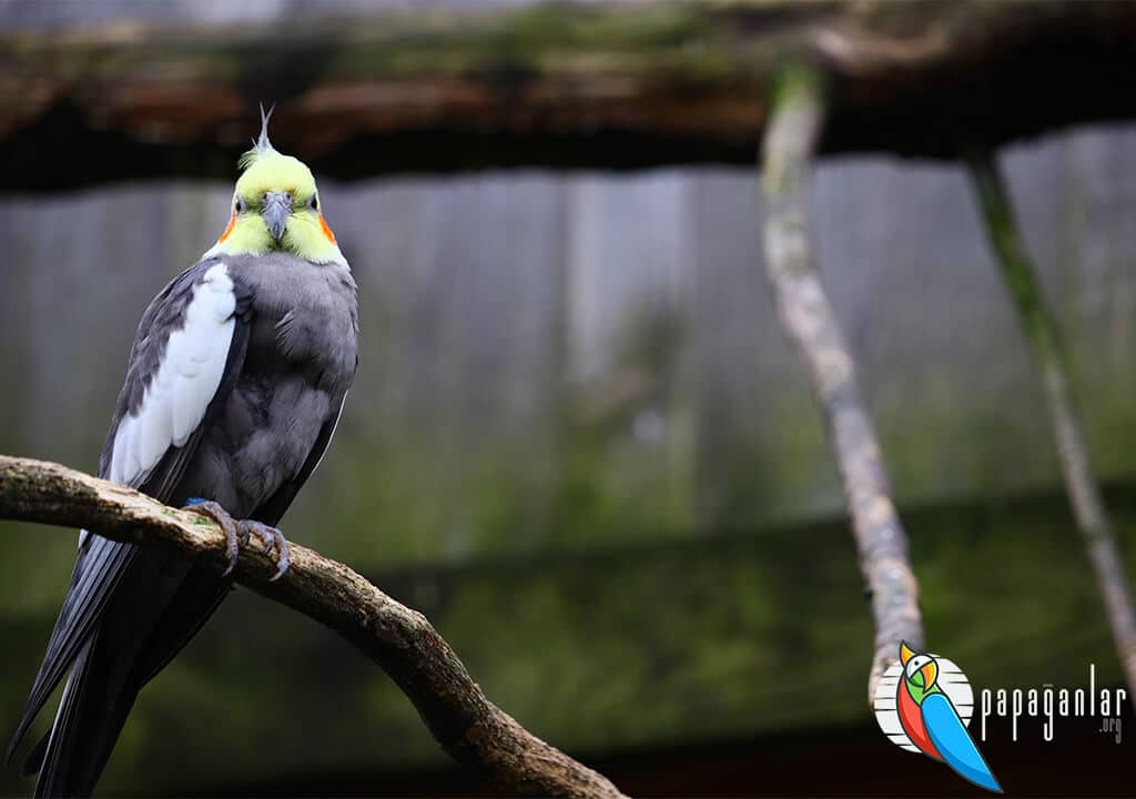What are the Features of Cockatiel Parrot?