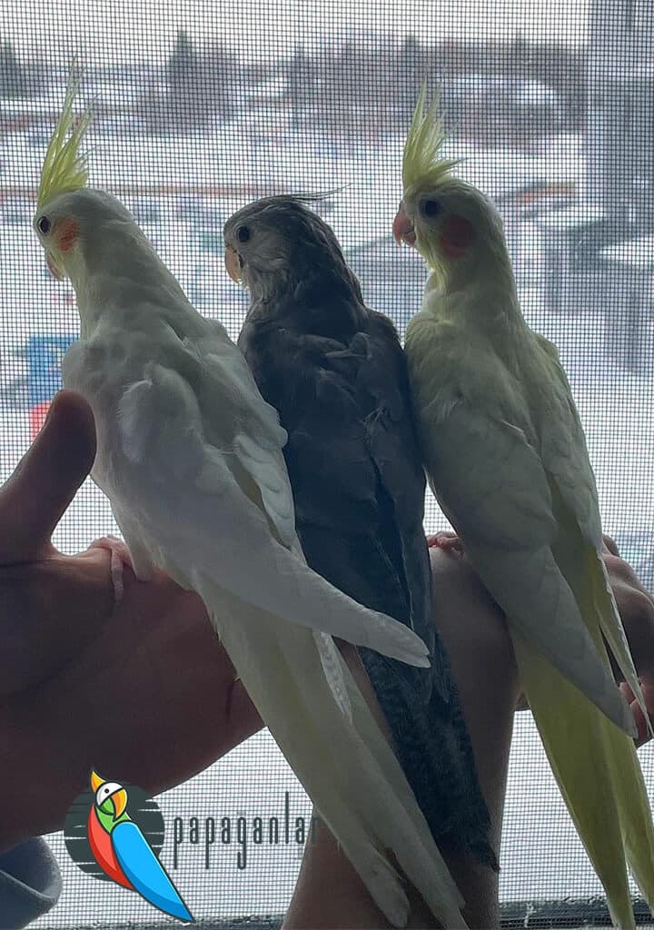 Cockatiel Parrot Features and Prices