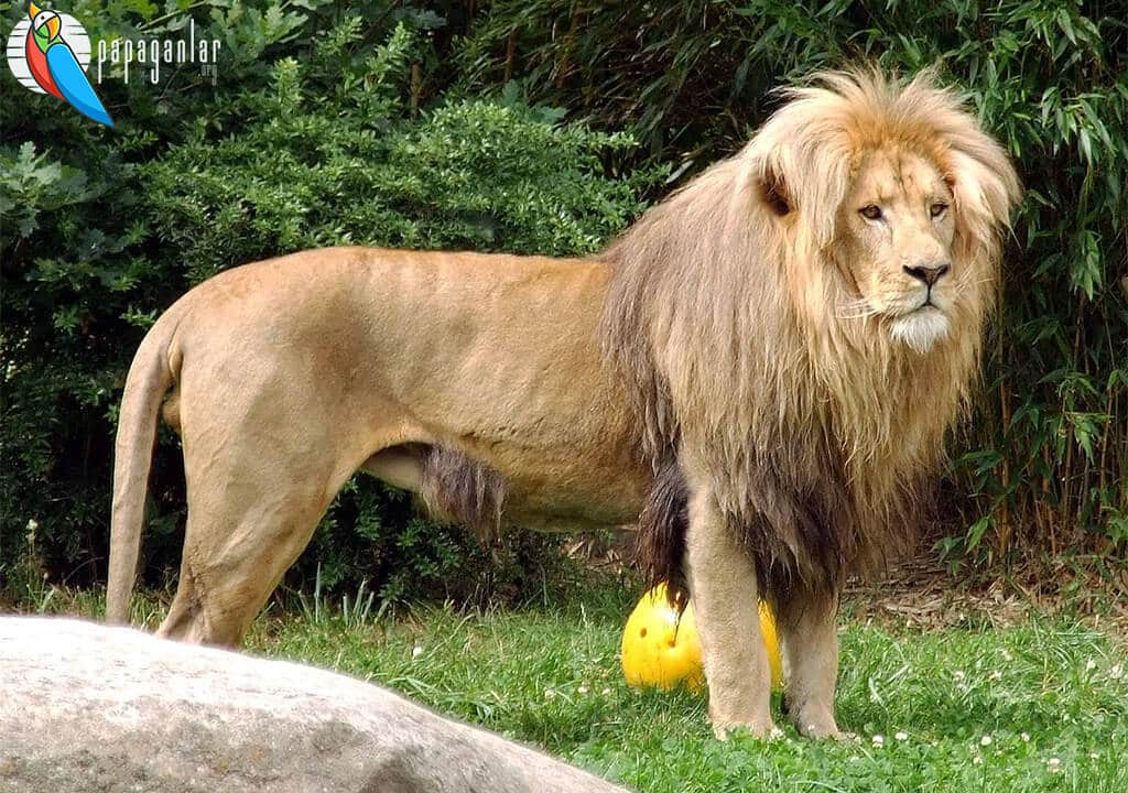 León Africano