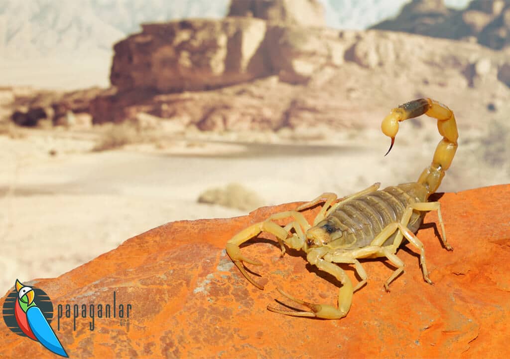 Skorpion / Der Todesschleicher
