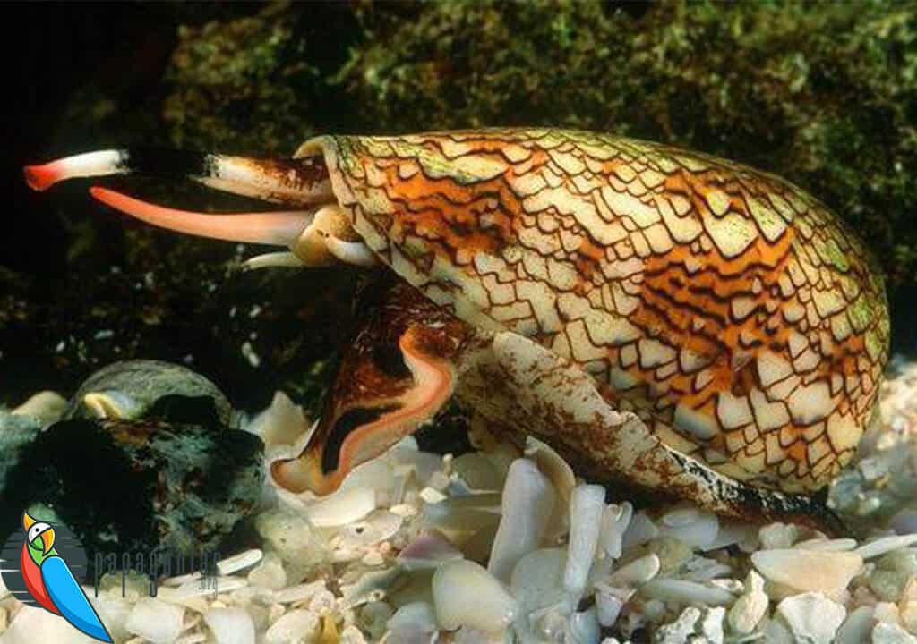 cone snails