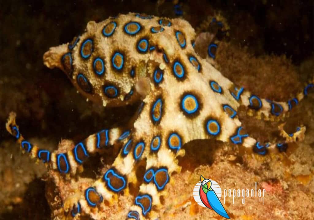 Blaugeringelter Oktopus