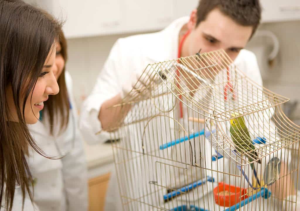 parrot infectious diseases