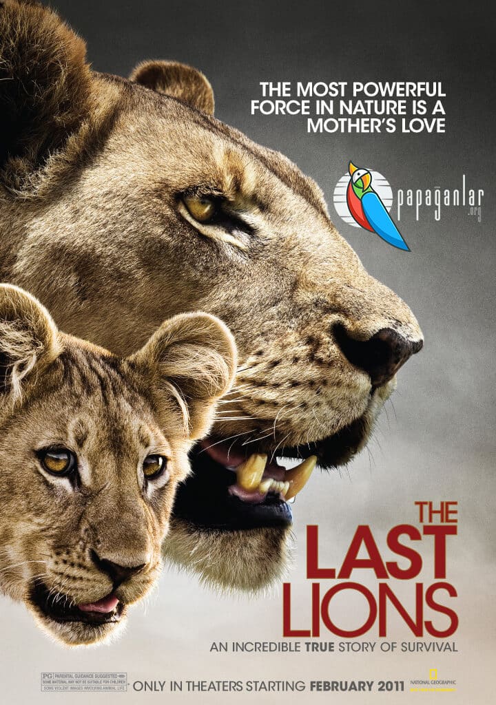 Die letzten Löwen | 2011