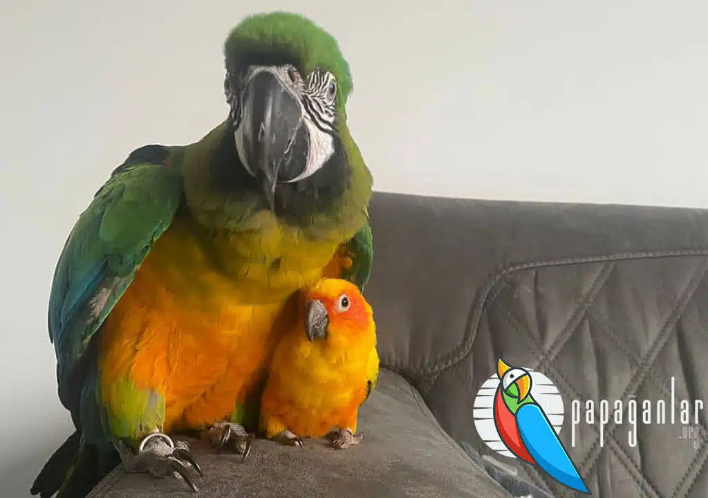 parrot diet nutrition