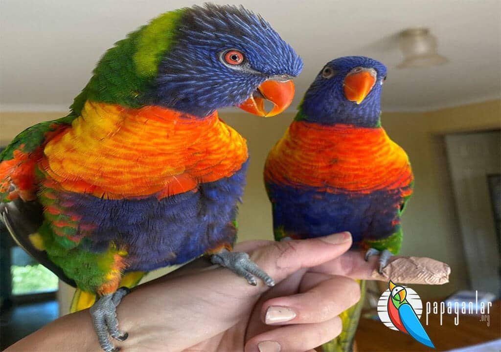 parrot diet