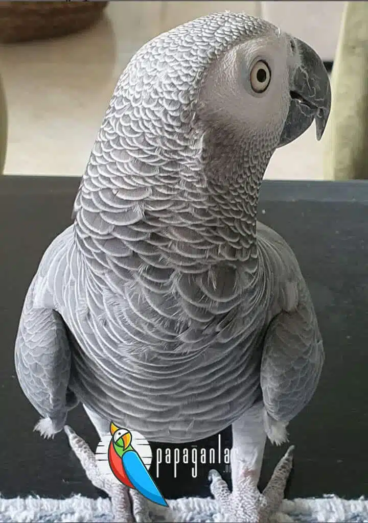 parrot diet nutrition