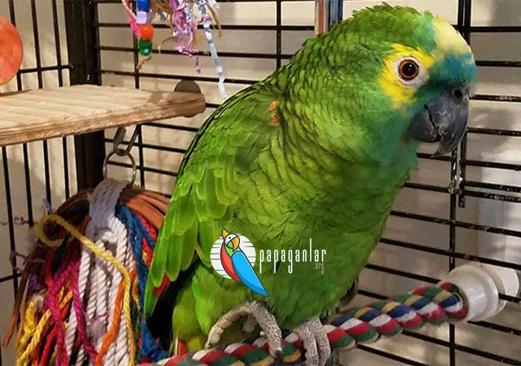 Parrot Toilet Dressing