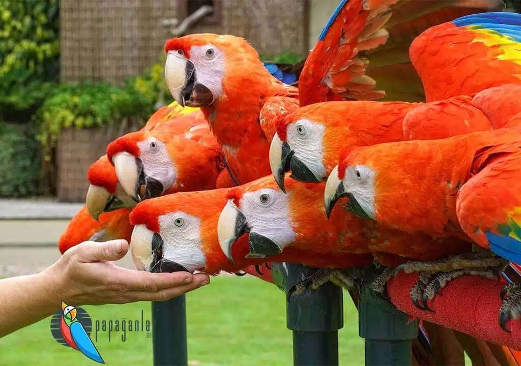How to Communicate with a Parrot?