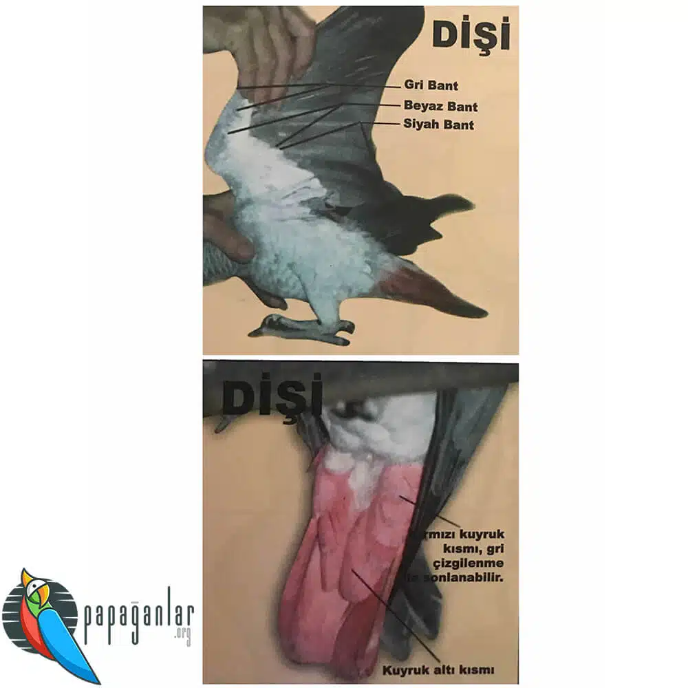 Female Parrot Sex Discrimination