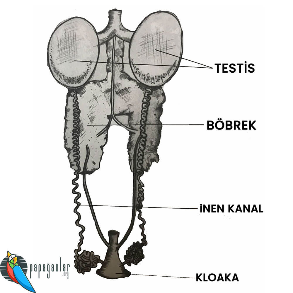Male Parrot Reproductive System