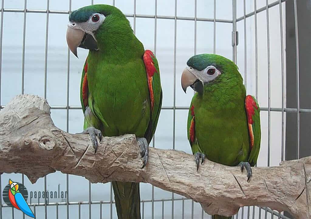 Reproduction of Parrots in a Cage Environment