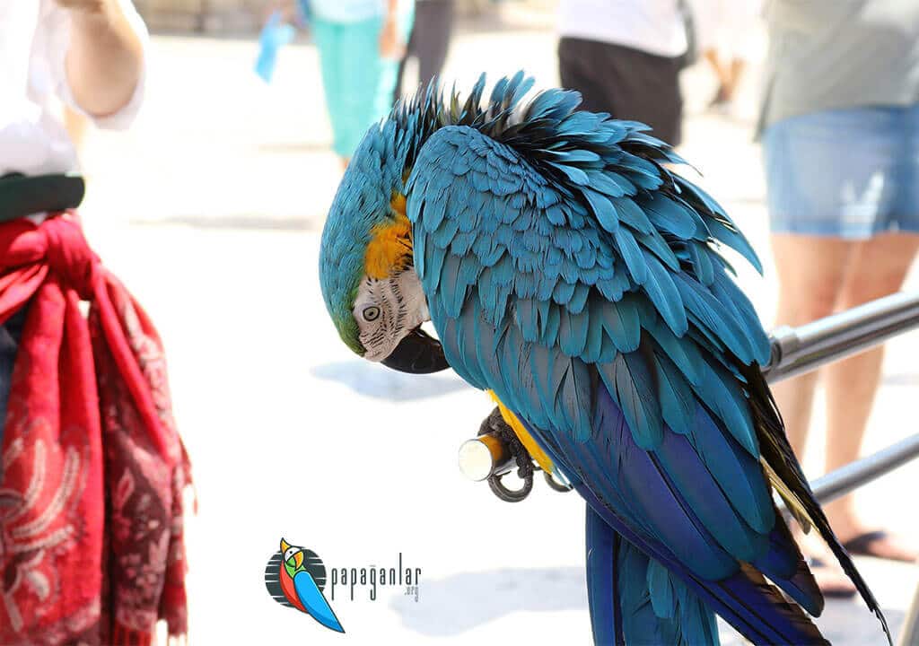 Parrot Liver Diseases
