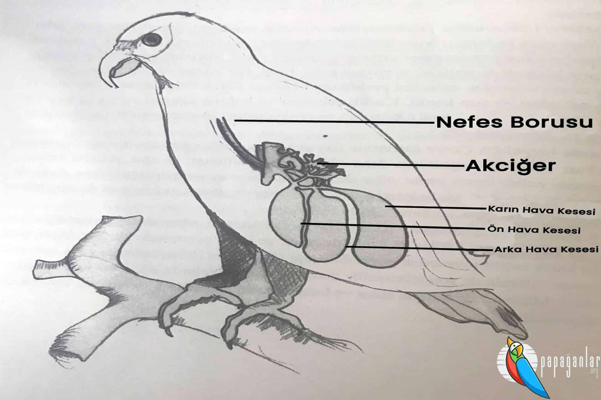 Papağan Sindirim Sistemi