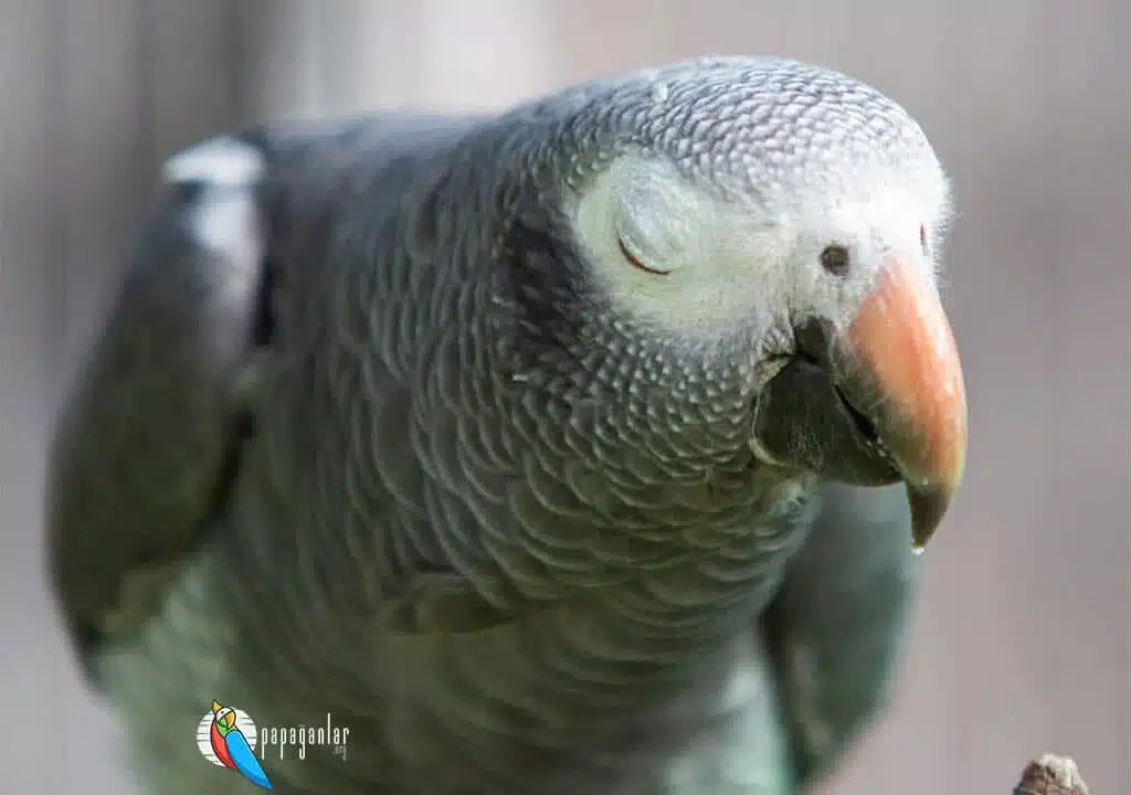 Does a parrot breathe with lungs?