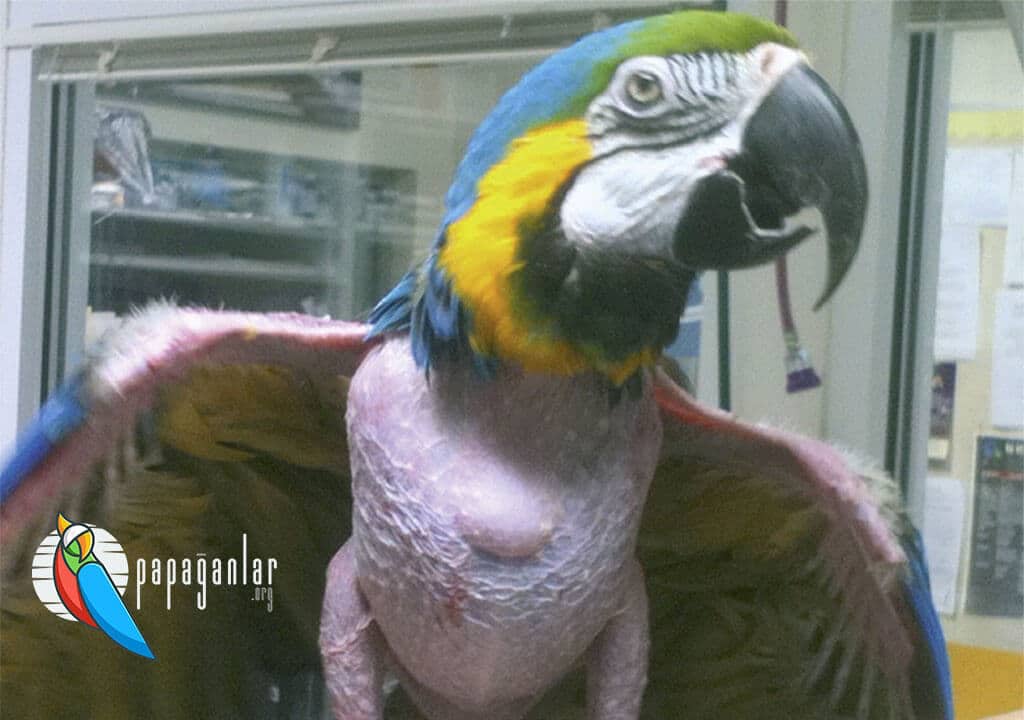 Parrot Skin Lesions