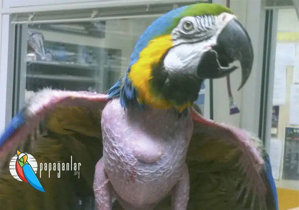 Papageienhautläsionen