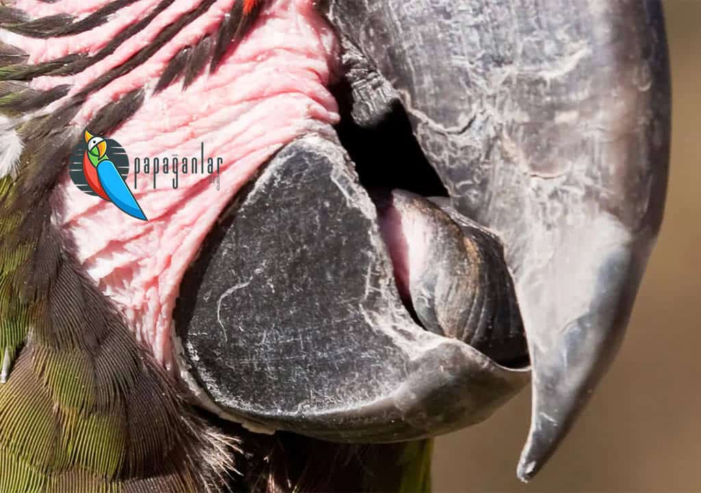 Parrot Beak Deformities
