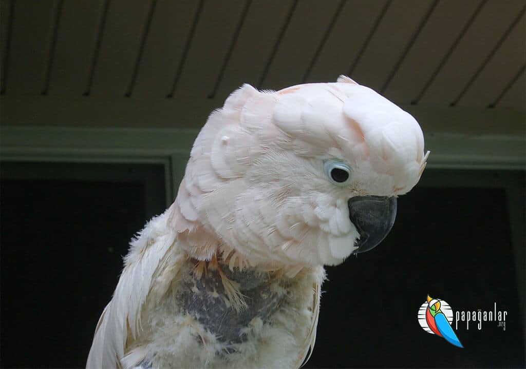 Schnabel- und Federkrankheit bei Papageien