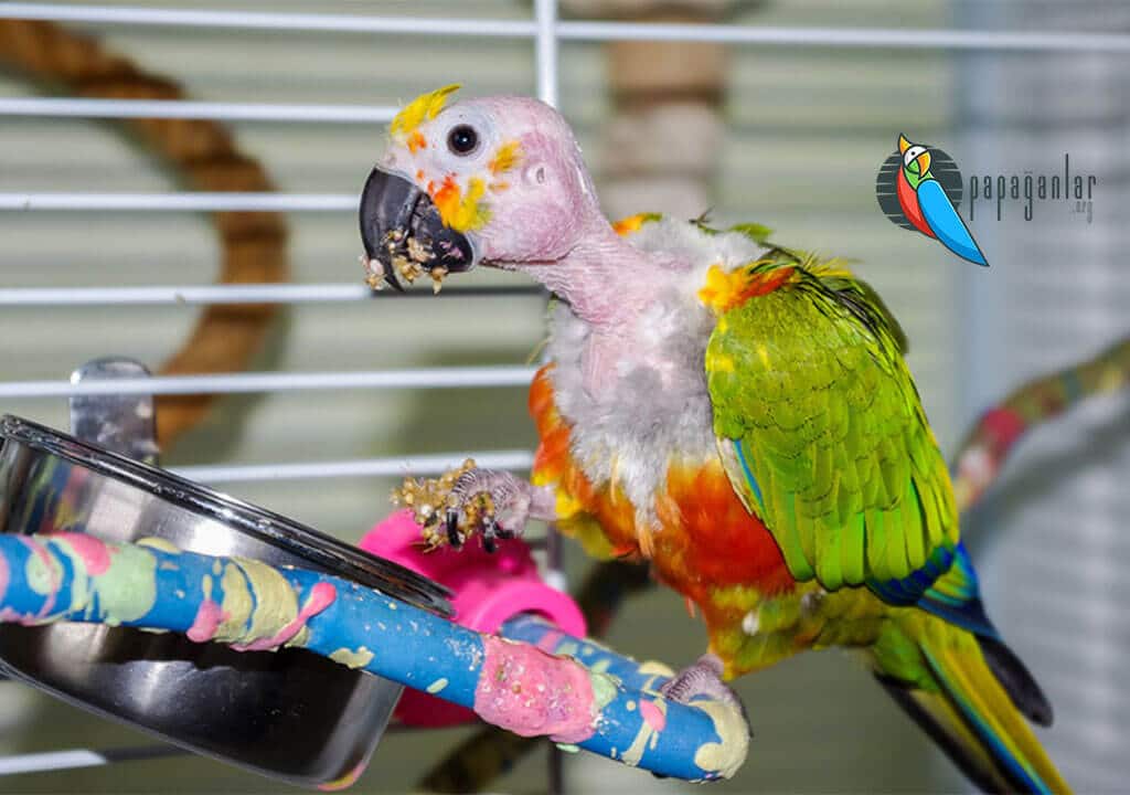 Parrot Feathering