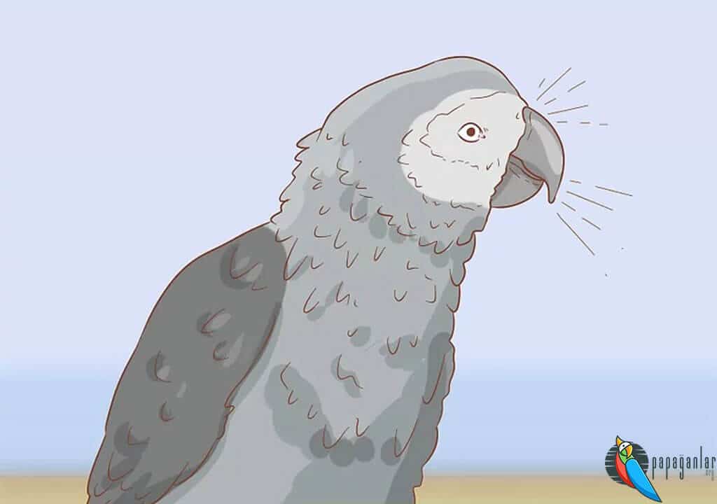Infektion der oberen Atemwege bei Papageien