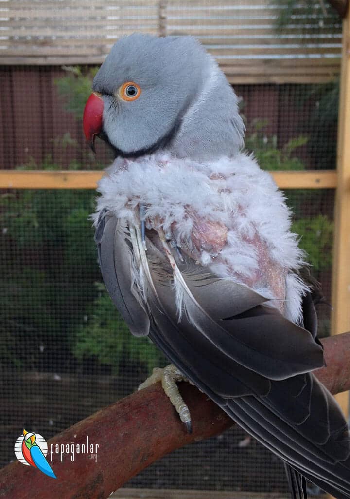 French Moult Disease in Parrots