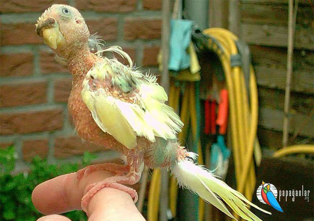 Papağanlarda Tüy Anormallikleri