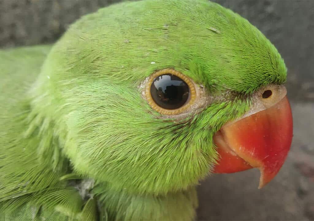 Parrot Eye Inflammation