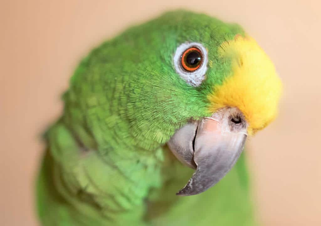 Papageienauge Schwellung und Abszess