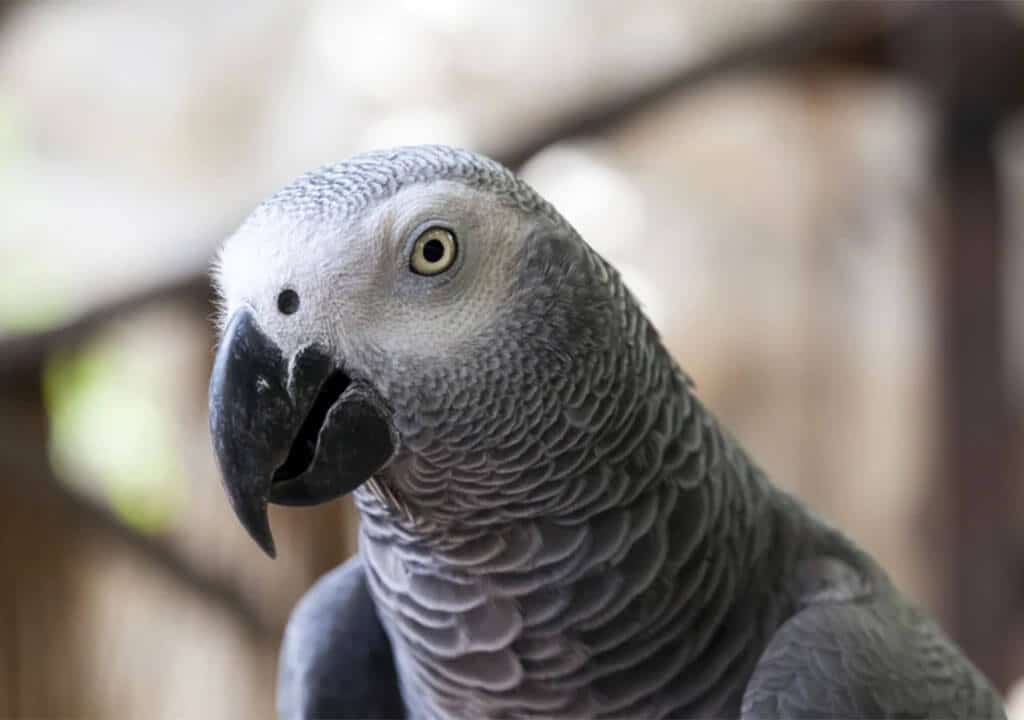 Blindness in a Parrot
