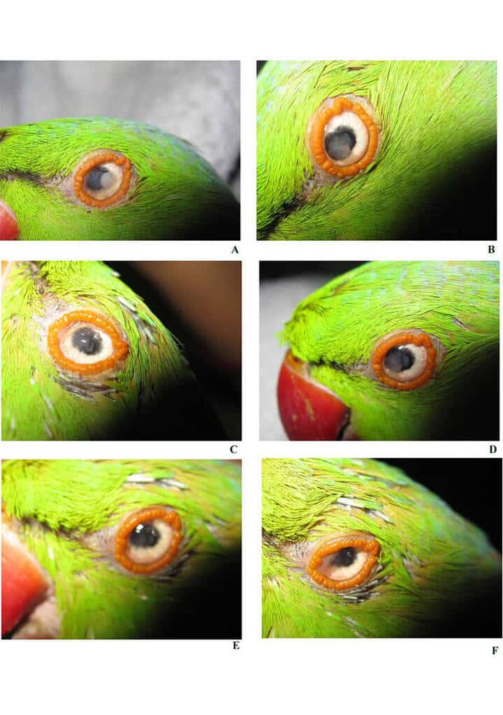 Intraocular Abnormalities in Parrots