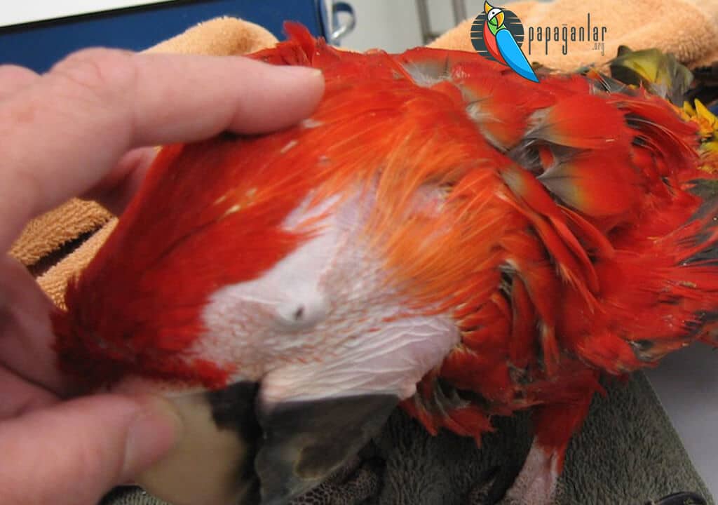 Niedriger Blutzucker des Papageis (Hypoglykämie)