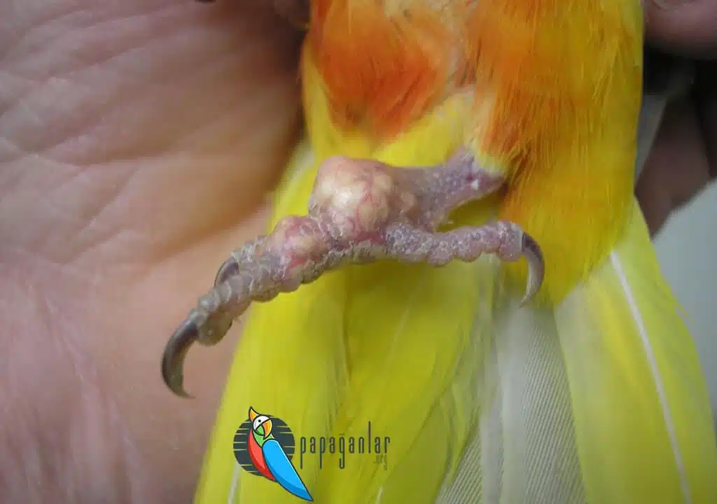 Gout Disease in Parrots