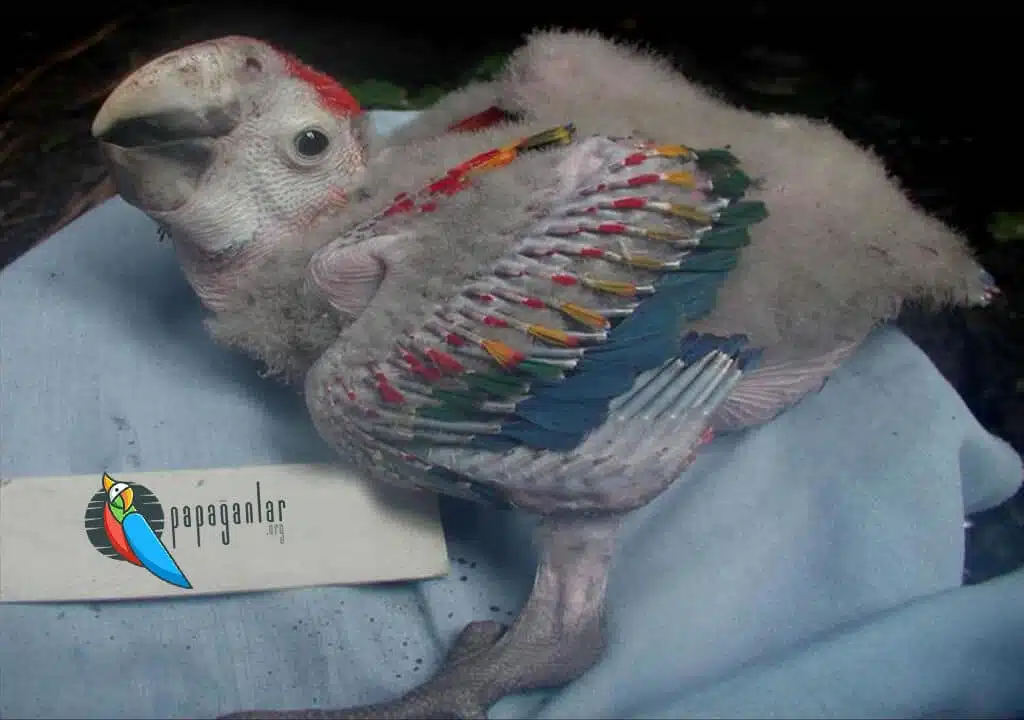 Low Calcium (hypocalcemia) in Parrots