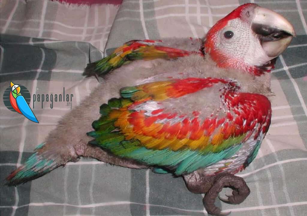 Papağanlarda Metabolik Hastalıkları