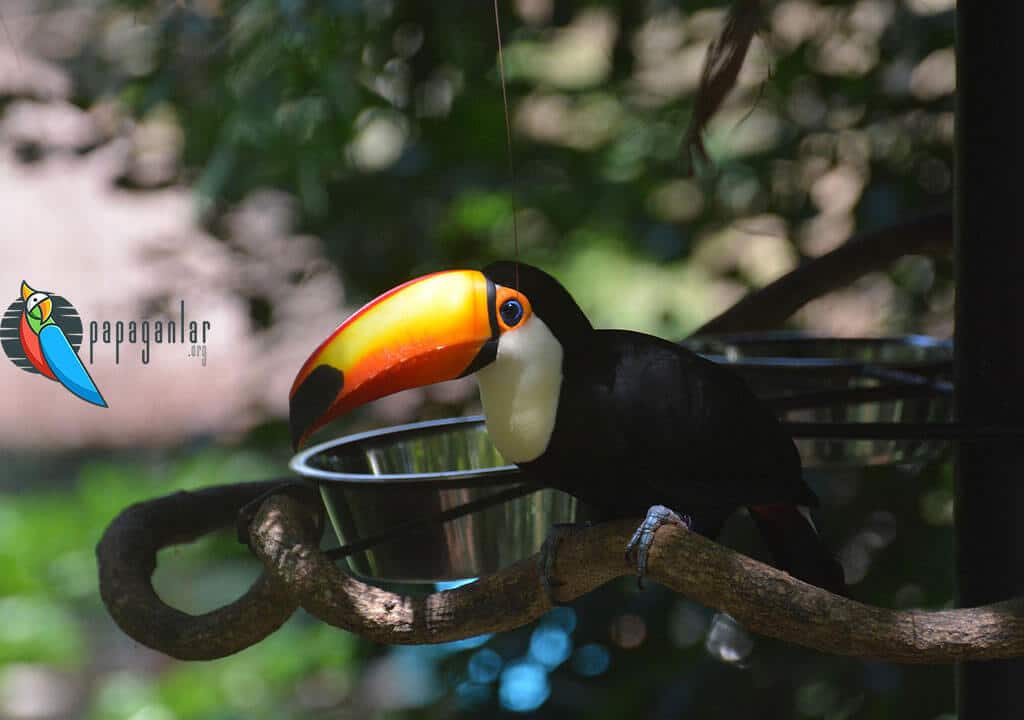 Toucan Parrot Name
