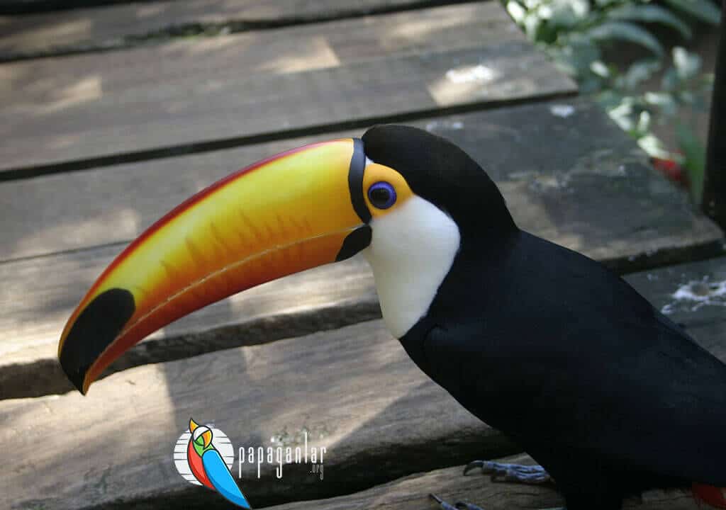 Toucan Parrot Sounds