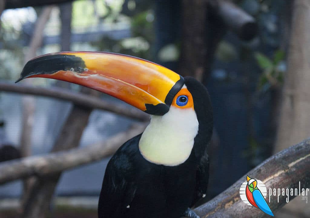 Do You Have a Toucan Parrot?