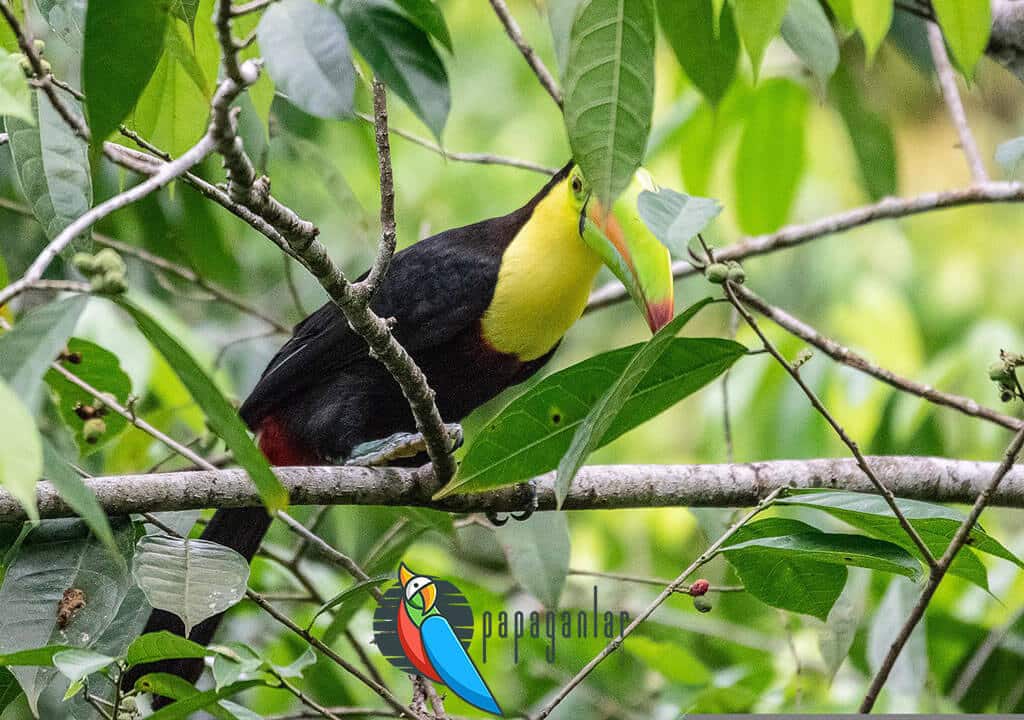 Toucan Parrot Video