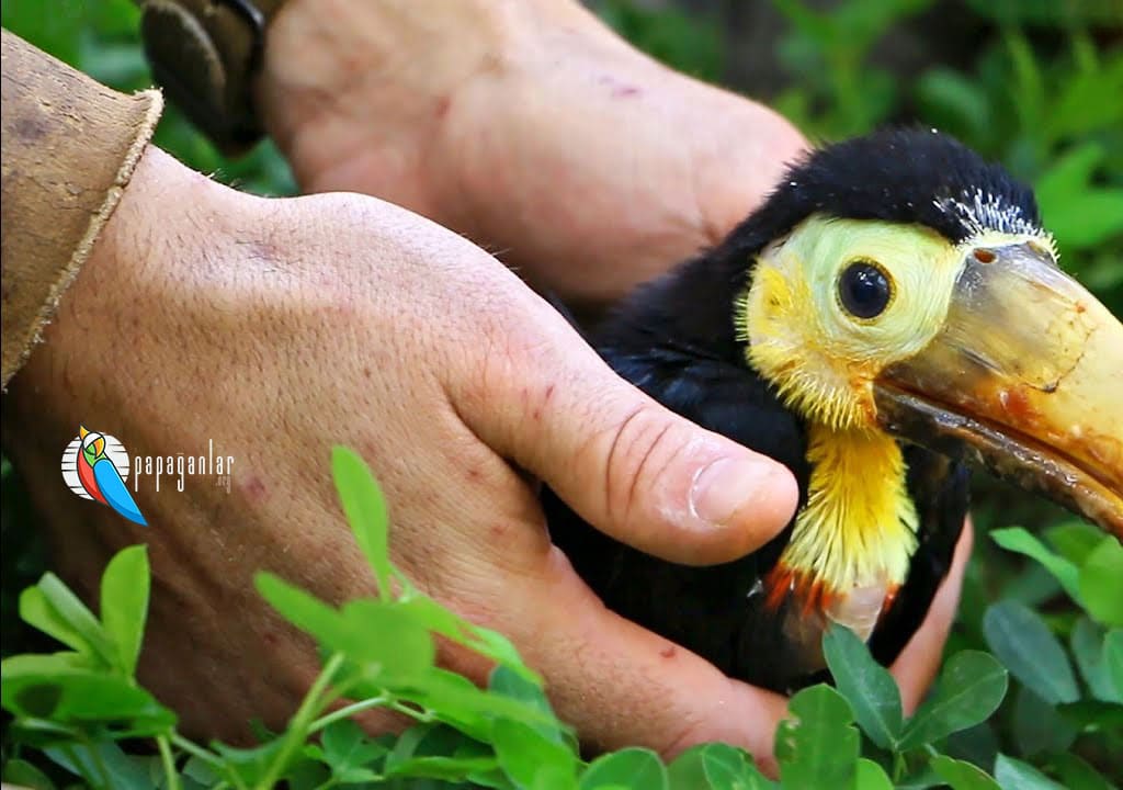 Toucan Parrot Baby