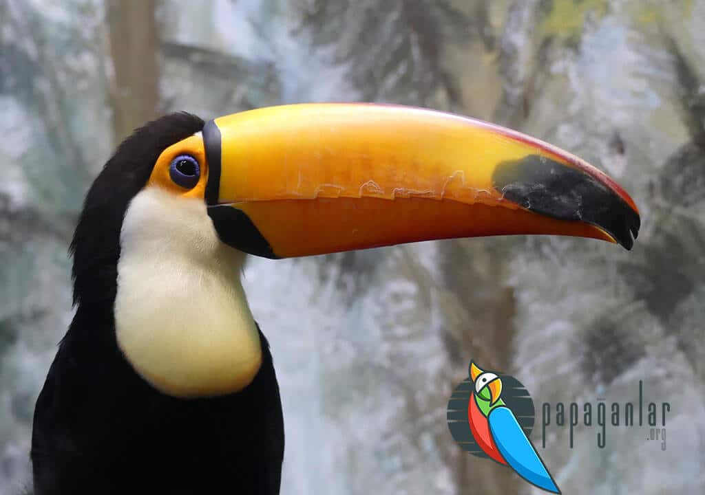 Toucan Parrot Food