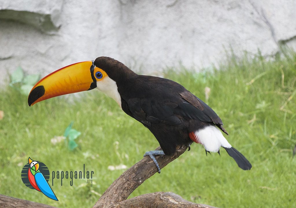 Toucan Parrot Prices