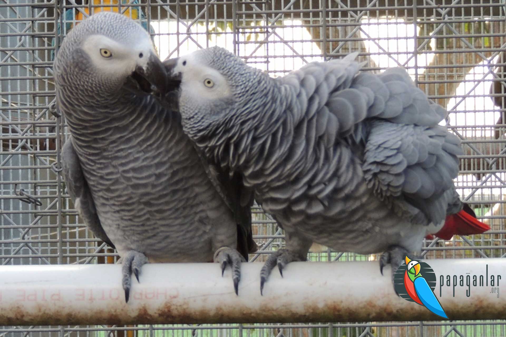 baby gray parrot for sale