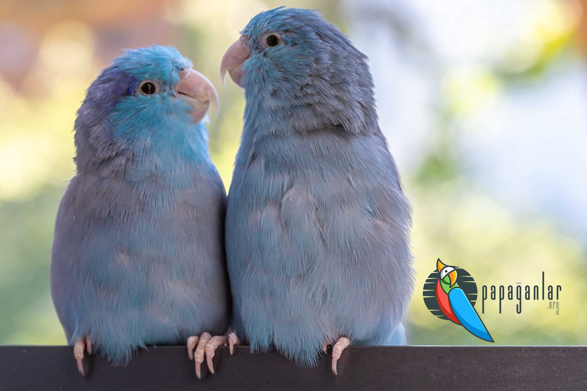 buying forpus parrots