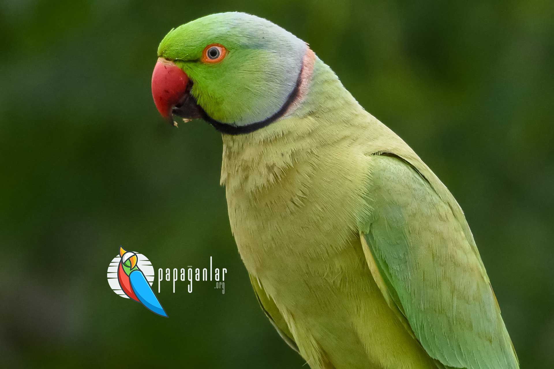 Alexander parrot for sale