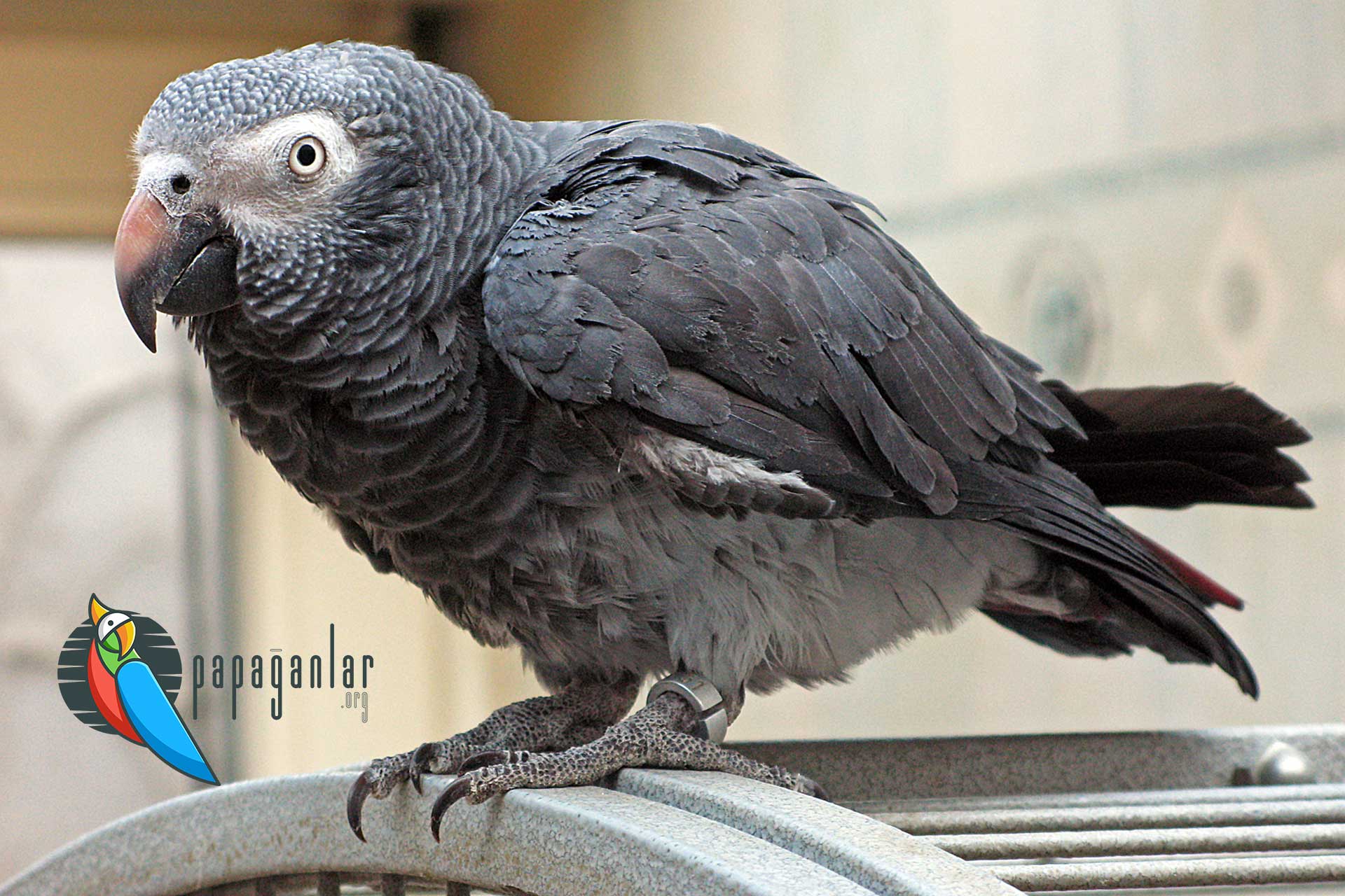 Gray parrot price from the owner