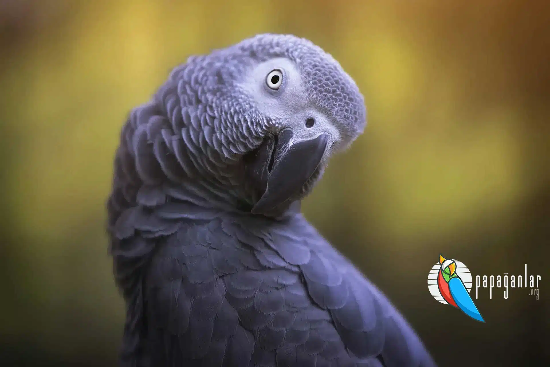 gray parrot prices 2021