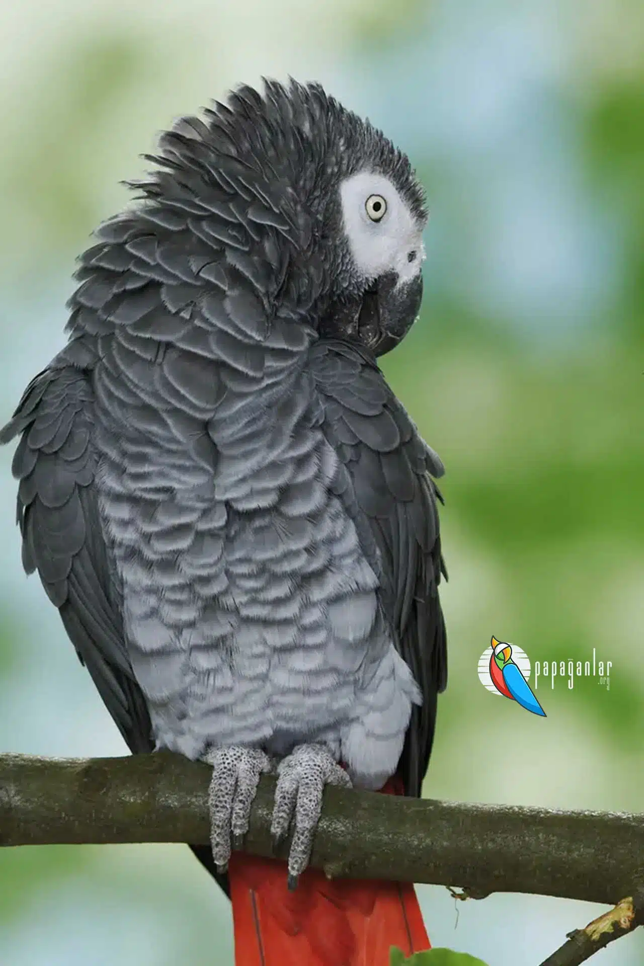 gray parrot prices 2022
